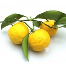 Yuzu Hardy Lemon Citrus, 1-2 feet tall, grafted, No Ship Az, Ca, Fl, La, Tx