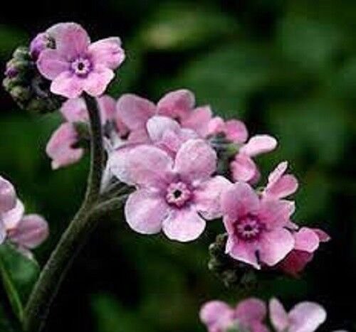50+ Pink Chinese Forget-Me-Not Flower Seeds / Self Seeding Annual / Cynoglossum