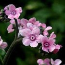 50+ Pink Chinese Forget-Me-Not Flower Seeds / Self Seeding Annual / Cynoglossum