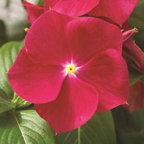 40+ Vinca Strawberry Periwinkle Flower Seeds / Annual
