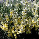 50+ Lemon Sherbet Foxglove Flower Seeds / Biennial