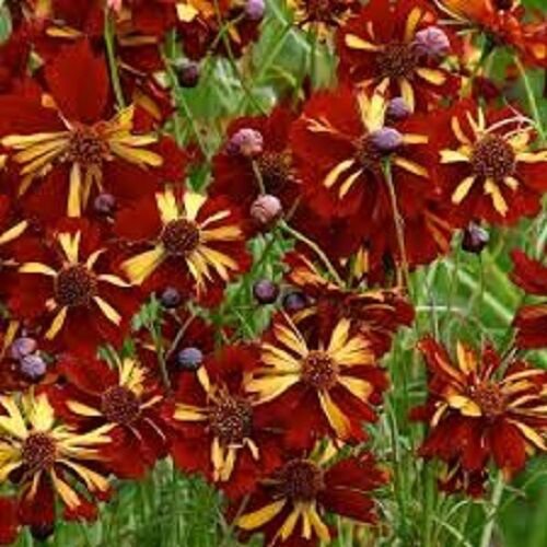 50+ Coreopsis Roulette Bi-Color Flower Seeds / Re-Seeding Annual