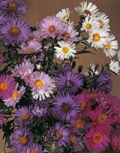 30+ Aster Novae Belgii Mix Flower Seeds / Annual