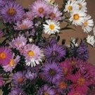 30+ Aster Novae Belgii Mix Flower Seeds / Annual
