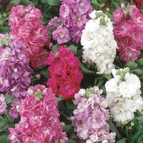 40+ Stock Cinderella Mix / Matthiola Flower Seeds / Annual