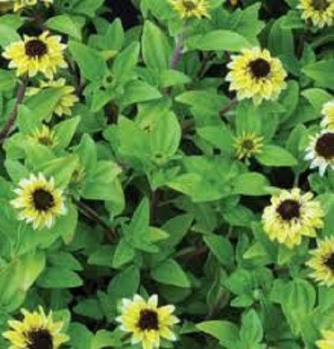 30+ Creeping Zinnia Vanilla Sprite / Ground Cover