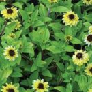 30+ Creeping Zinnia Vanilla Sprite / Ground Cover