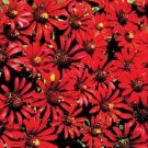 30+ Red Cactus Zinnia Flower Seeds