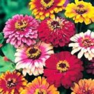 50+ Zinnia Mix Flower Seeds / Annual