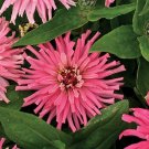 30+ Zinnia Pinca Pink Flower Seeds / Annual