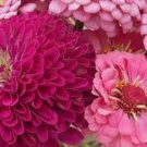 50+ Zinnia Art Deco Mix/Flower Seeds