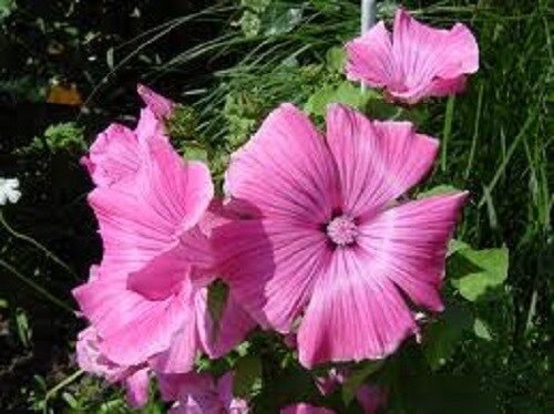 30+ Malva Bright Pink Flower Seeds / Perennial