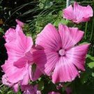 30+ Malva Bright Pink Flower Seeds / Perennial
