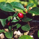 35+ Wintergreen Gaultheria Procumbens Flower Seeds/ Perennial