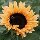 25+ Peach Passion Helianthus Sunflower Flower Seeds / Annual