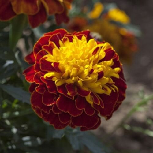 35+ Janie Spry Marigold Flower Seeds / Annual