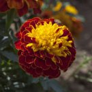 35+ Janie Spry Marigold Flower Seeds / Annual