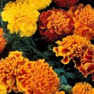 35+ Janie Mix Marigold Flower Seeds / Annual