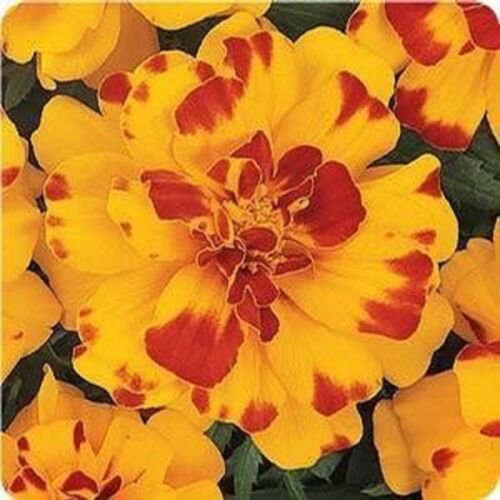 35+ Durango Bolero Marigold Flower Seeds / Annual