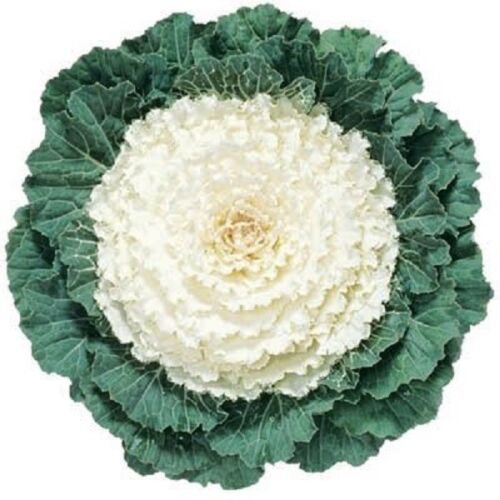 30+ White Flowering Kale / Annual Flower Seeds