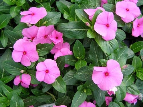 40+ Vinca Pink Periwinkle Flower Seeds / Annual