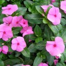 40+ Vinca Pink Periwinkle Flower Seeds / Annual