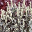 50+ White Agastache Hyssop / Perennial Flower Seeds