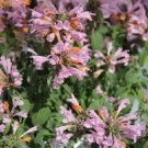50+ Arizona Sunset Hyssop / Perennial Flower Seeds