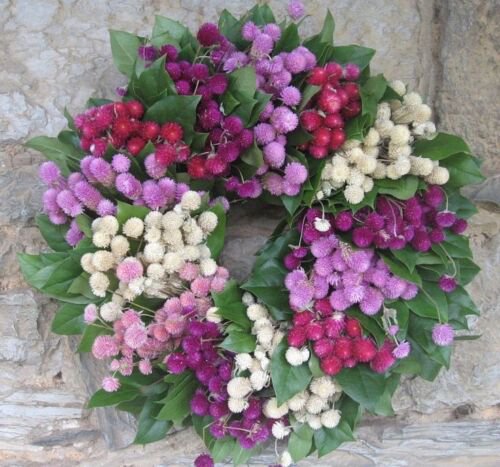 40+ Gomphrena Audray Mix / Long Lasting Annual Flower Seeds