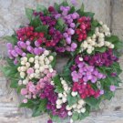 40+ Gomphrena Audray Mix / Long Lasting Annual Flower Seeds