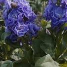 50+ Cinderella Blue Stock Matthiola Evening Scented / Annual Flower Seeds
