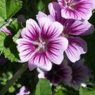 30+ Zebra Hollyhock Malva Flower Seeds / Perennial