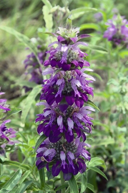 50+ Lemon Mint Monarda Bee Balm Flower Seeds / Perennial / Lemon Scented