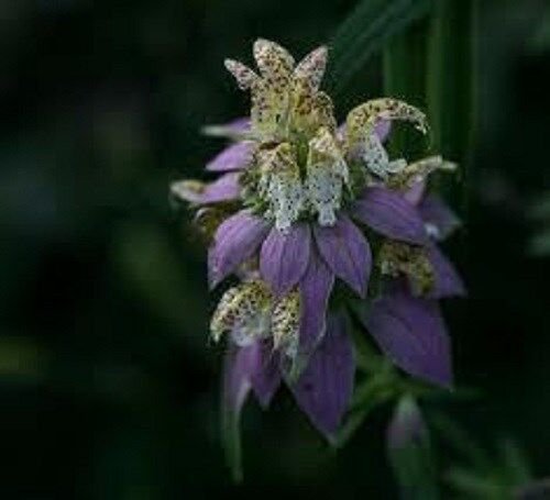 50+ Monarda Spotted Bee Balm Flower Seeds / Perennial