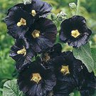 50+ Black Hollyhock Flower Seeds / Alcea / Perennial