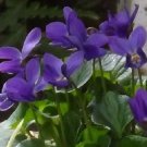 30+ Queen Charlotte Viola Flower Seeds Long Lasting Annual