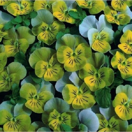 35+ Miniola Aqua Heart Bi-Color Viola / Perennial Flower Seeds