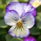 30+ Penny Purple Picotee Viola / Perennial Flower Seeds