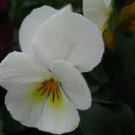 30+ Viola Cornuta White / Shade-Loving / Perennial Flower Seeds
