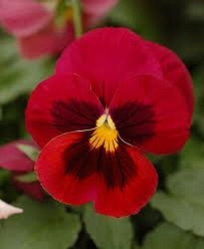 25+ Red Tri-Color Viola / Shade Loving / Perennial Flower Seeds