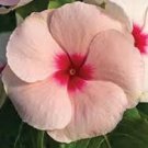 40+ Peach Colored Vinca Periwinkle / Fragrant / Long Lasting Annual Flower Seeds
