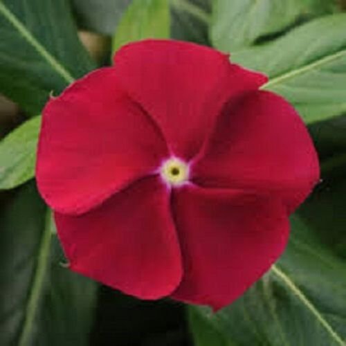 40+ Cranberry Vinca Periwinkle Flower Seeds Long Lasting Annual
