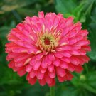 30+ Giant Carmine Rose Zinnia / Annual Flower Seeds