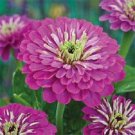 35+ Lavender Zinnia Elegans / Annual Flower Seeds