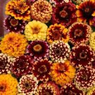 50+ Aztec Sunset Mix Zinnia Flower Seeds Long Lasting Annual