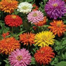 50+ Zinnia Cactus Double Mix / Annual Flower Seeds