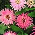30+ Pinca Pink Cactus Zinnia / Annual Flower Seeds