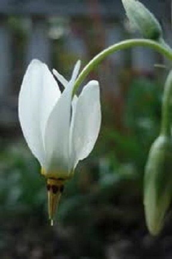 25+ Dodecatheon Meadia White Midland Shooting Star / Shade-Loving Perennial Flower
