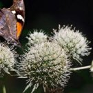 40+ Rattlesnake Master Eryngium Yuccifolium / Drought Tolerant / Perennial Flowe