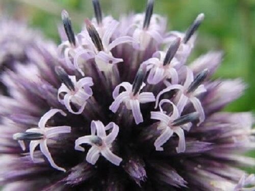 30+ Echinops Globe Thistle Ritro / Perennial Flower Seeds